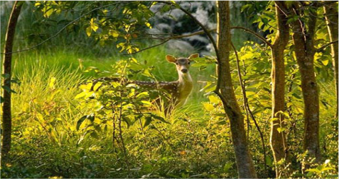 sunderbans - jungle cruise