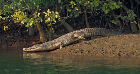 secrets of sunderbans