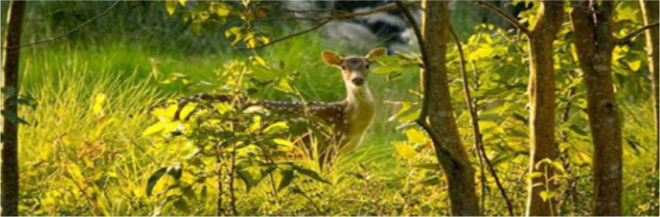 Secrets of Sunderbans